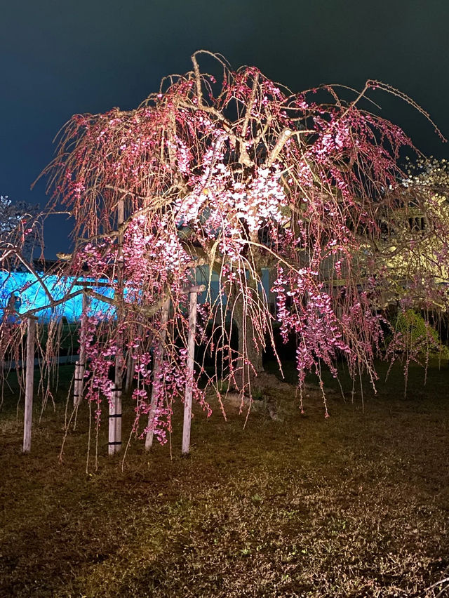 【2024年桜】姫路城夜桜会「千姫幻想曲輪」