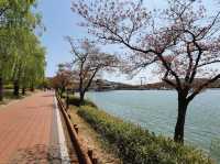 Bomun District Cherry Blossom Road