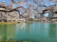 Cheery Blossom by the Seokchon Lake