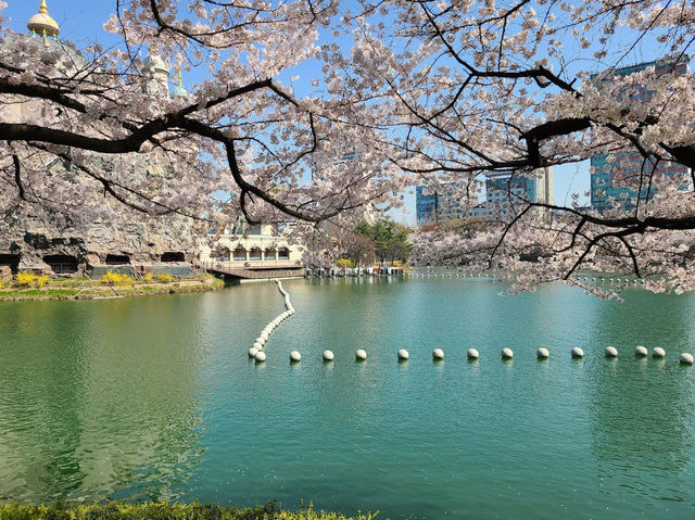 Cheery Blossom by the Seokchon Lake