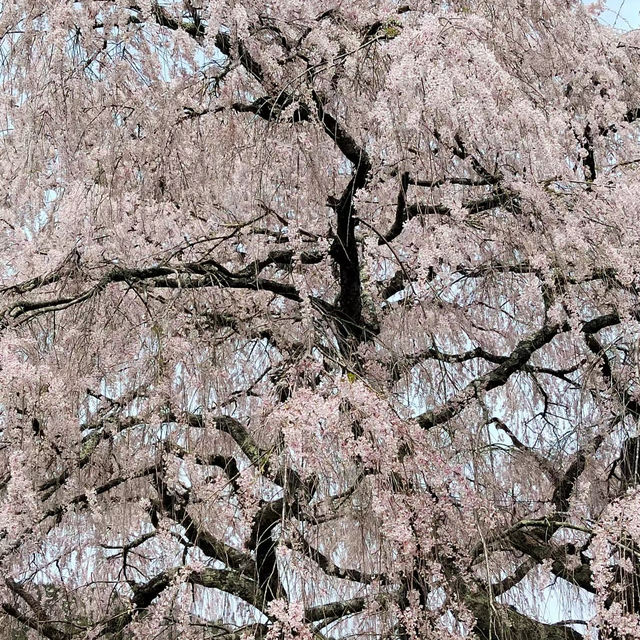 「夢幻櫻花仙境～名花之鄉」