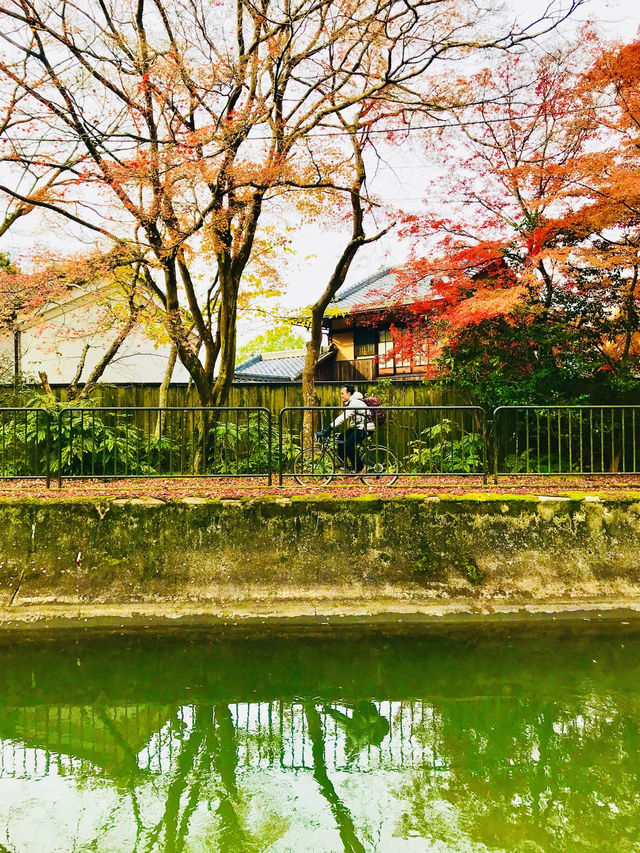  The timeless beauty of Kyoto’s red leaves🍁🇯🇵