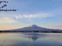 🌸「富士山畔，尋找心靈寧靜的避風港」🌸