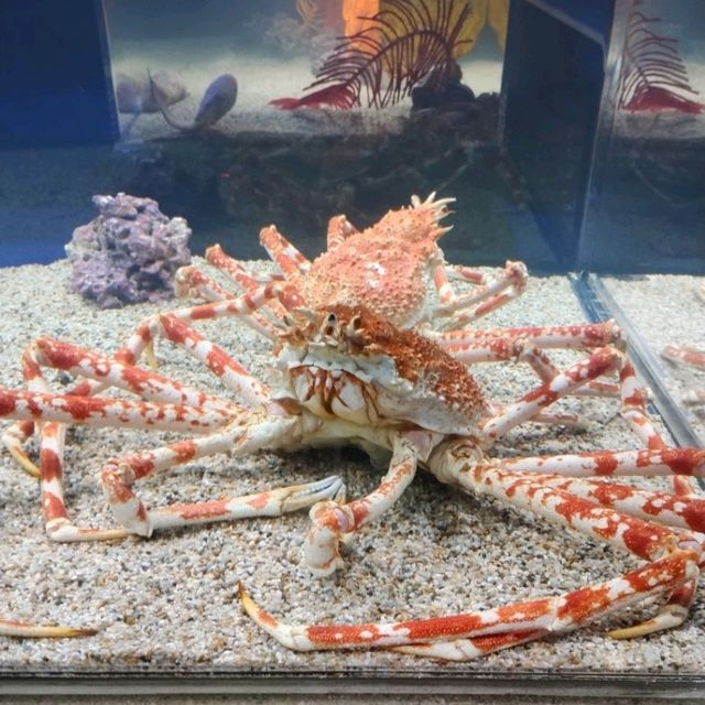 かりゆし水族館〜