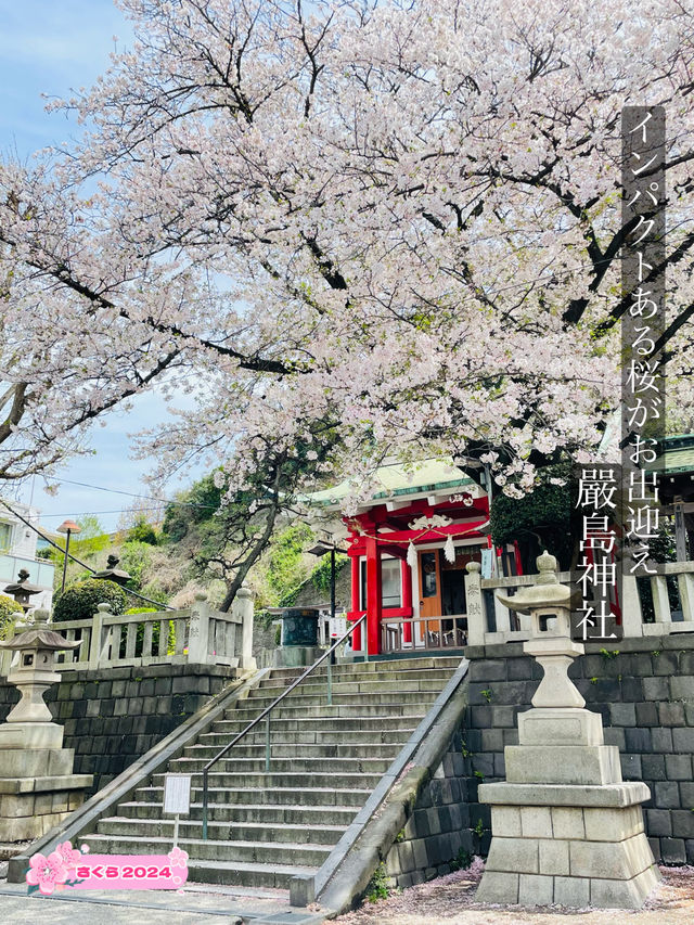 【嚴島神社/神奈川県】インパクトある桜がお出迎え