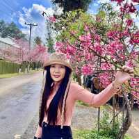 ซากุระที่อ่างขาง ฟินสุดๆ