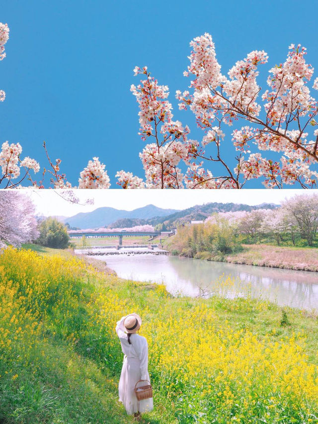 【兵庫】春だけ会える！菜の花と桜のコラボの絶対🌸