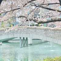 Cherry Blossoms 🌸 Yeouido Hangang Park @ Séoul 🇰🇷