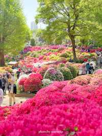 【東京】鮮やかでまぶしいつつじまつり