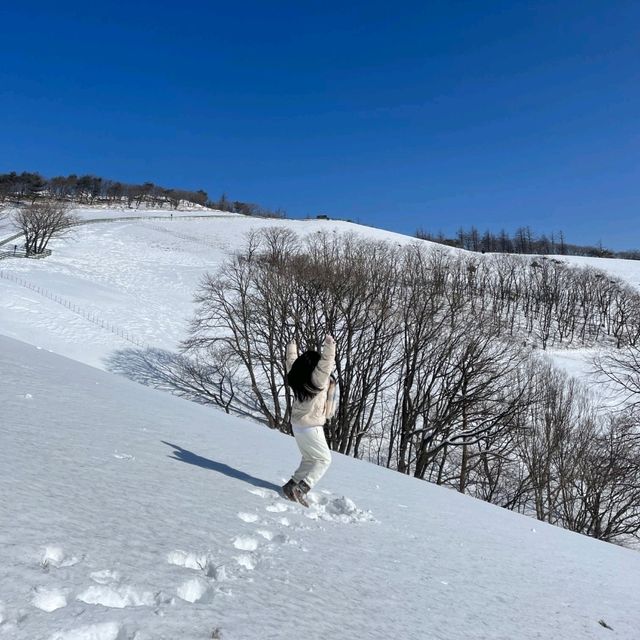 이젠 삿포로 안가두돼!!!