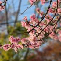 봄바람 가득, 춘천 공지천에서 만나는 4월의 마법 🌸🍃