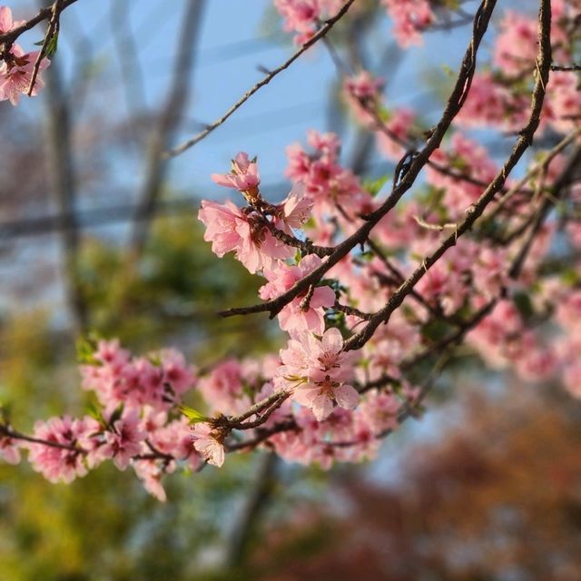 봄바람 가득, 춘천 공지천에서 만나는 4월의 마법 🌸🍃