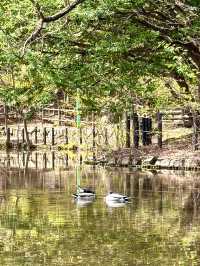 札幌　札幌観光　札幌観光定番 円山公園の桜を見てきたよ！