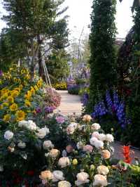 深圳賞花，大灣區花展