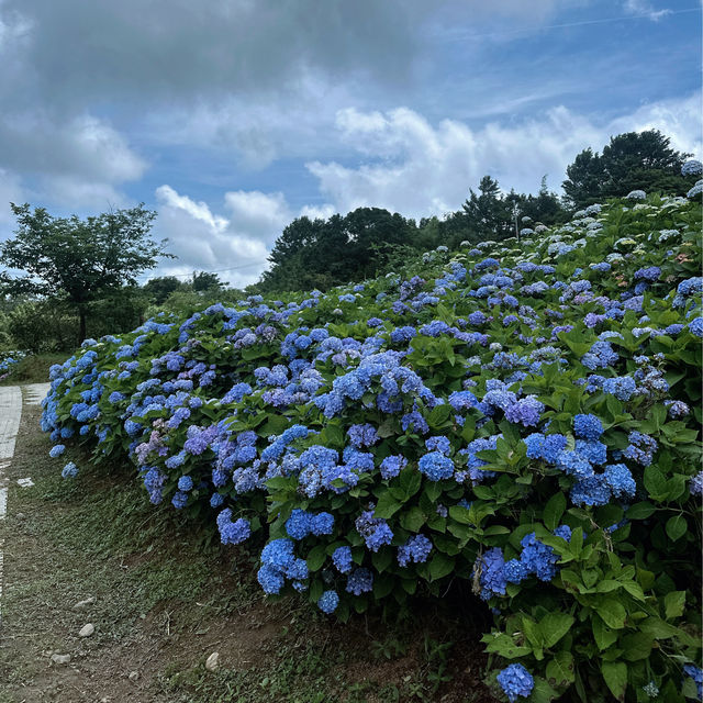 新北萬里｜2024年 5月花季開始➿高家繡球花第三園區