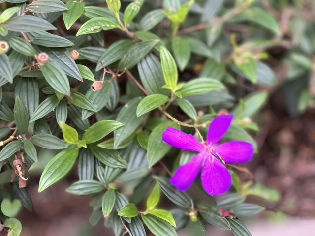 【春日好去處】萬宜水庫東壩：山海景觀，天然六角形岩柱，外國人必到‼️