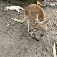 Caversham Wildlife Park