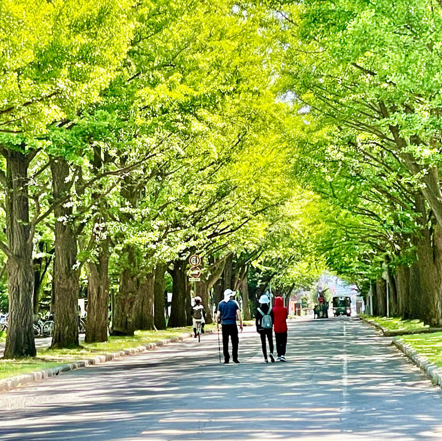 Serene Strolls at Hokkaido University
