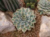 เที่ยวชม cactus ที่ Chan nature cafe 