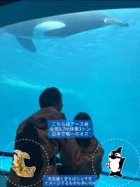 雨の日も暑い日もOK 水族館でひんやり過ごそう