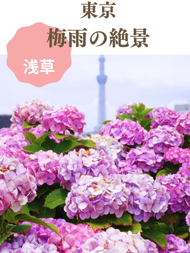 【東京絶景】スカイツリーと紫陽花
