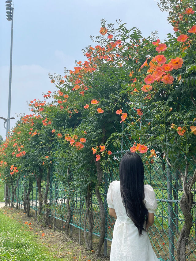 ✨실시간✨ 한 곳에 능소화 스팟이 두곳이나 있는 장소🧡