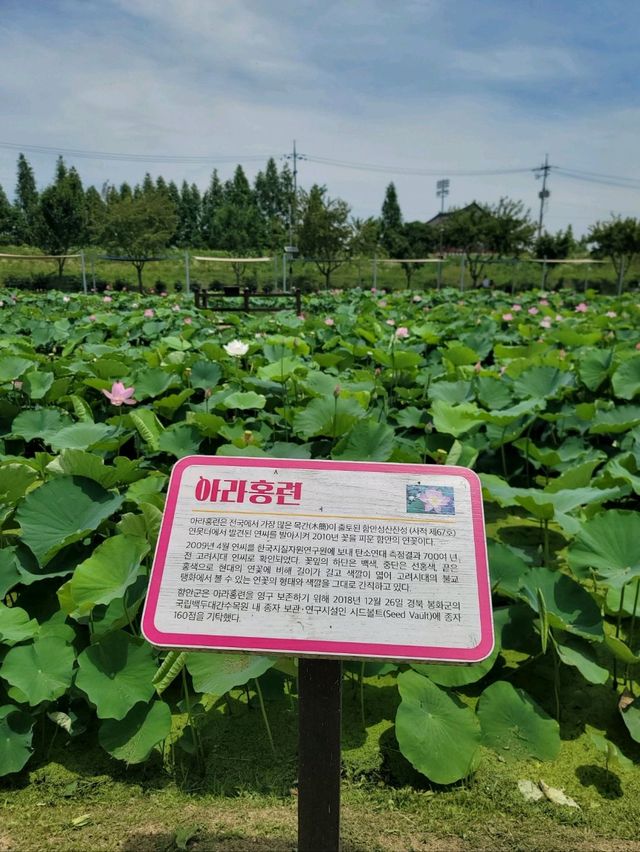 아라연꽃 피는 함안연꽃테마파크🩷
