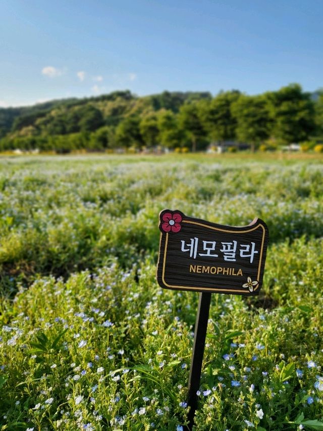 눈호강하는 코스모스와 금계국이 가득한곳