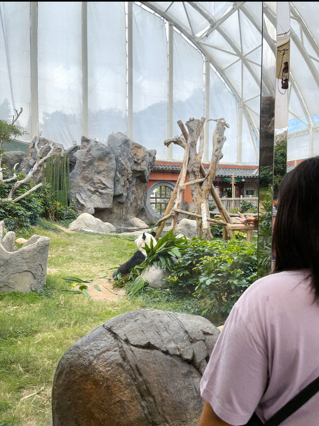 ไปดูน้องแพนด้าที่ฮ่องกงกัน 🐼🎋