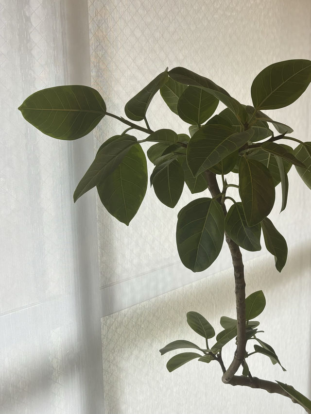 【福岡スイーツ 】デザートとドリンクのペアリングが楽しめる隠れ家カフェ