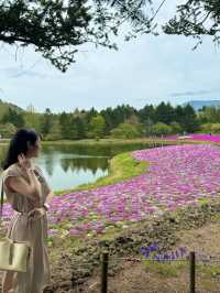 〜山梨県〜目が覚める👀日本一の絶景スポット🌸富士芝桜祭り✨