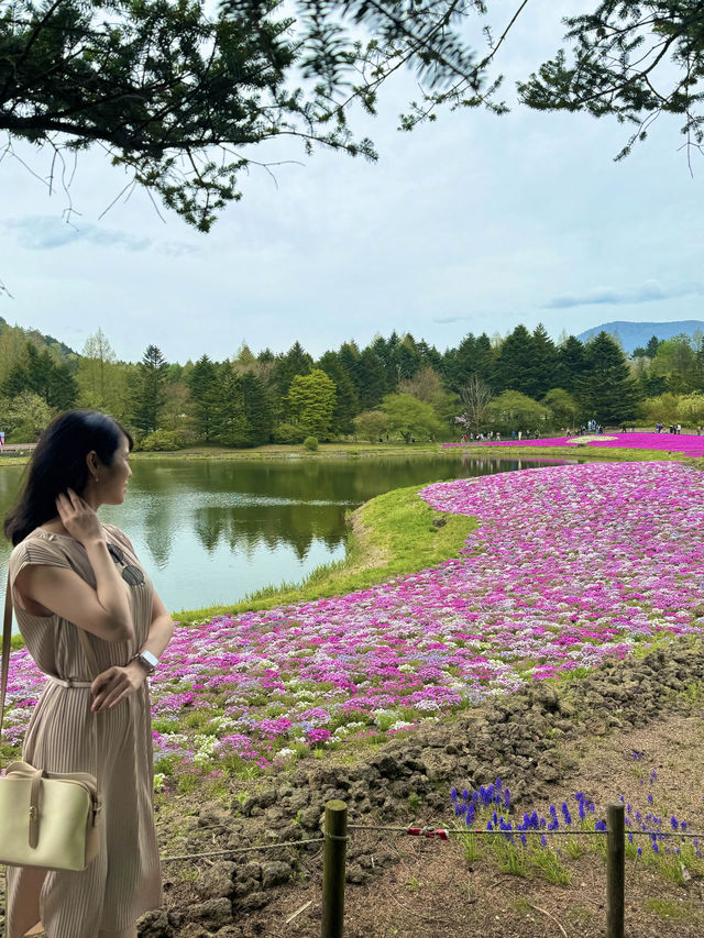 〜山梨県〜目が覚める👀日本一の絶景スポット🌸富士芝桜祭り✨