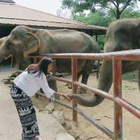 Samui Elephant haven คนรักช้าง