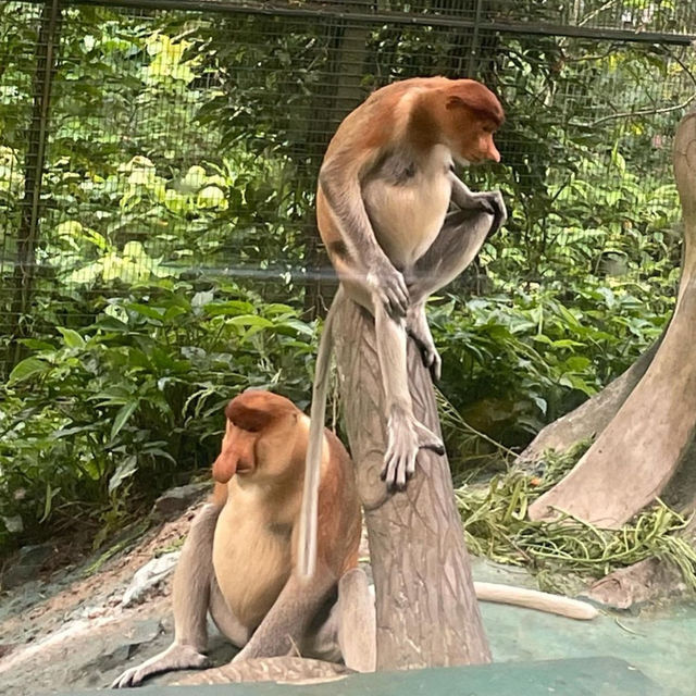 【マレーシア】魅惑のリゾートコタキナバル🇲🇾