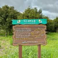 제주여행🏝️ 두번째 오름, 삼나무 숲길이 멋진 거슨세미오름🌲