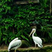 馬來西亞國家動物園：親近自然，享受歡樂氛圍！