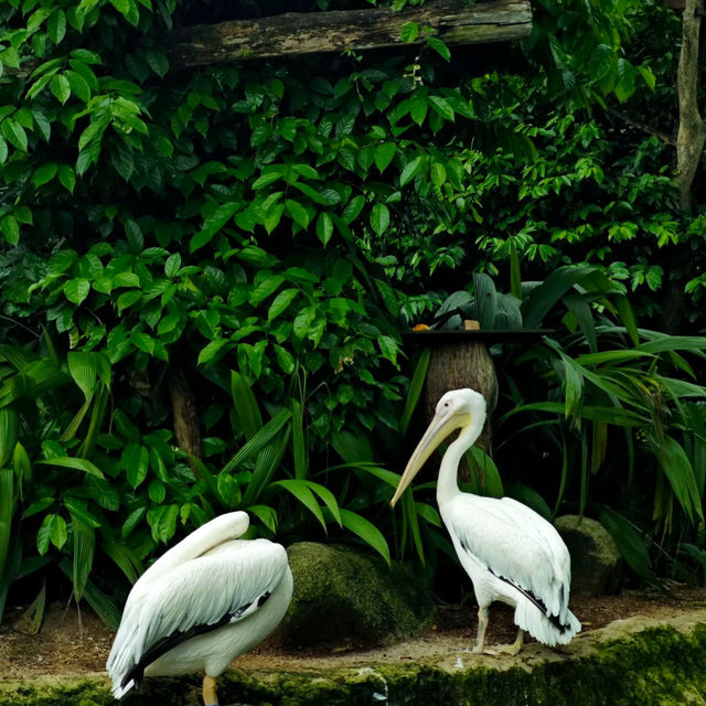馬來西亞國家動物園：親近自然，享受歡樂氛圍！