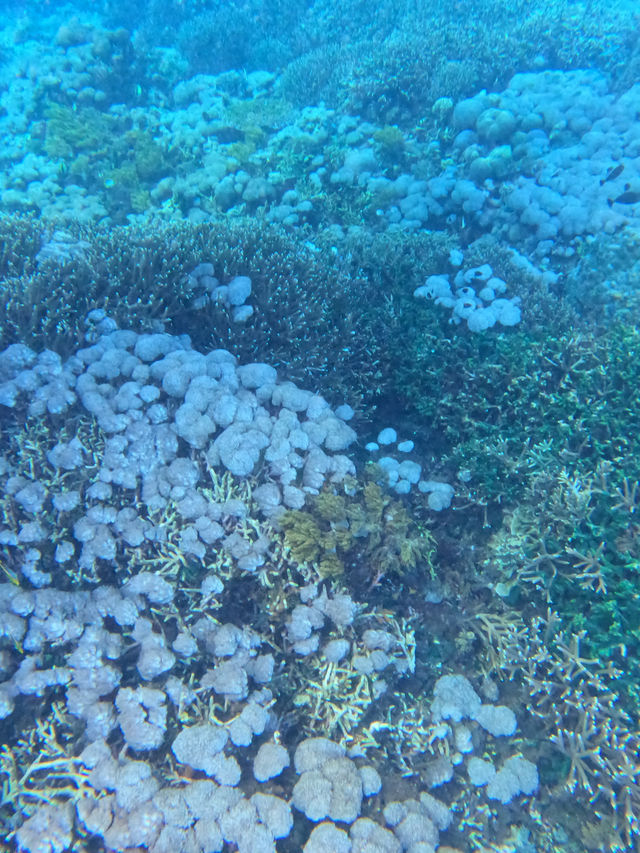 【峇里島】藍夢島潛水! 清澈海水、壯觀景色 ！