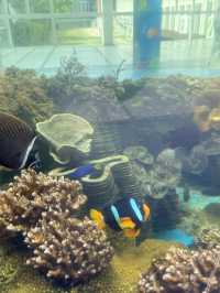 โลกใต้ทะเล Bangsaen aquarium 🐠