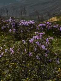 Summer Blossoms at Honghai Lake
