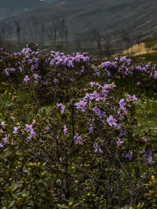 Summer Blossoms at Honghai Lake