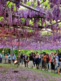 WISTERIA WONDERLAND IN ASHIKAGA FLOWER PARK