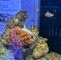 🇲🇾 Explore a World of Fish Wonders at Port Dickson