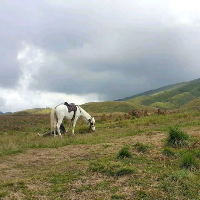 GRASSLANDS OF SAVANNAH HILLS 