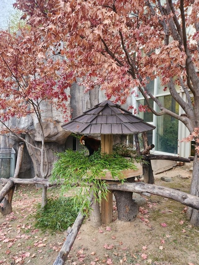 가족과 함께 하기좋은  판다투어지 판다월드❤️