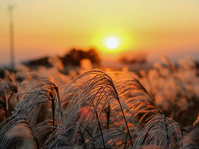 Golden Hour Bliss: Autumn Sunset at Olympic Park, Seoul