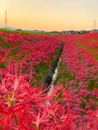 【愛知 秋の絶景】🌸 真っ赤に染まる絶景！矢勝川堤で彼岸花を楽しもう🌸