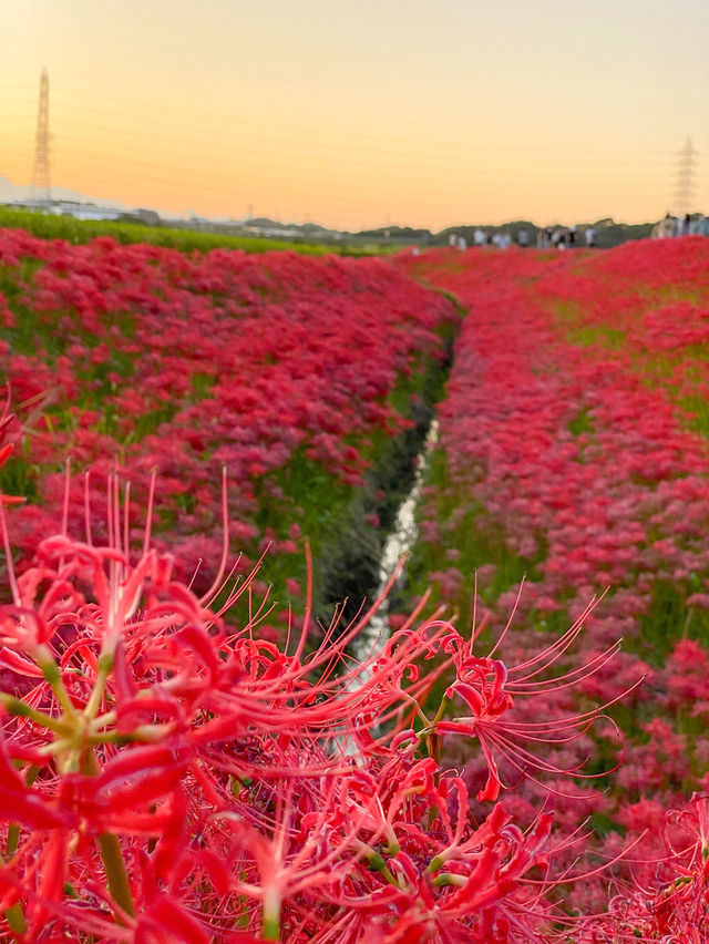 【愛知 秋の絶景】🌸 真っ赤に染まる絶景！矢勝川堤で彼岸花を楽しもう🌸