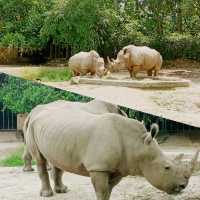 馬來西亞動物園🦛🐘🦘🦒🦛🦏🦓🐅