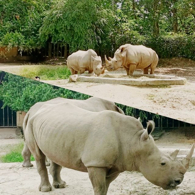 馬來西亞動物園🦛🐘🦘🦒🦛🦏🦓🐅